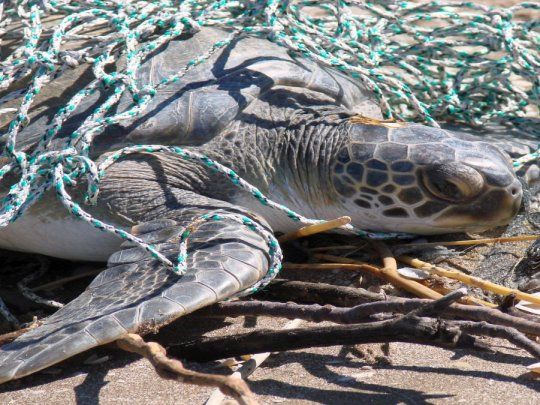 De 401 animales asistidos, 153 pudieron ser reinsertados a su hábitat
