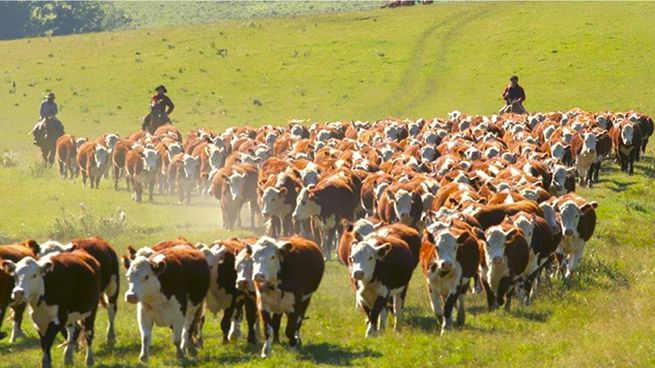 Productores del Mercosur acusan de proteccionismo a las exigencias ambientales europeas.&nbsp;