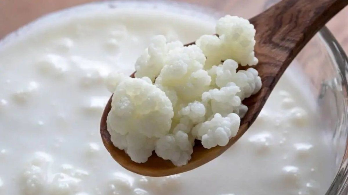 This food has more probiotics than yogurt and is the ideal option to improve digestion and immune system