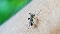Dengue: las recomendaciones del Ministerio de Salud y la Organización Panamericana de la Salud&nbsp;