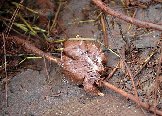 A las autoridades les preocupa los daños en la fauna.