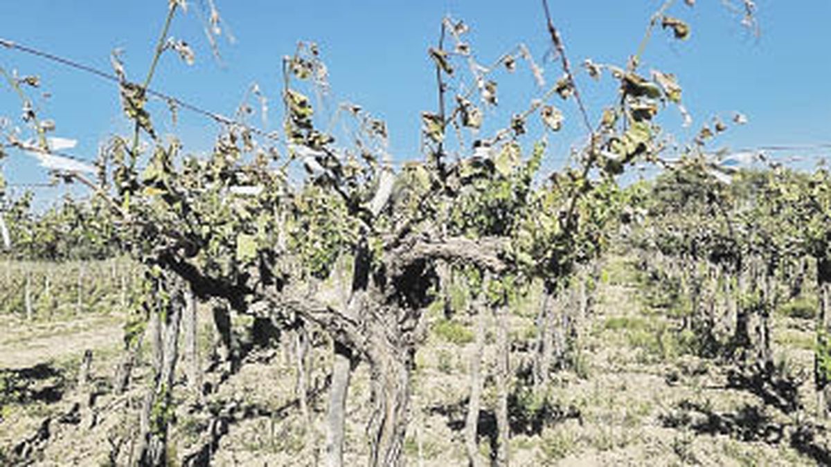 Gobernadores Suman Aporte A Batería Nacional De Auxilio A Productores ...