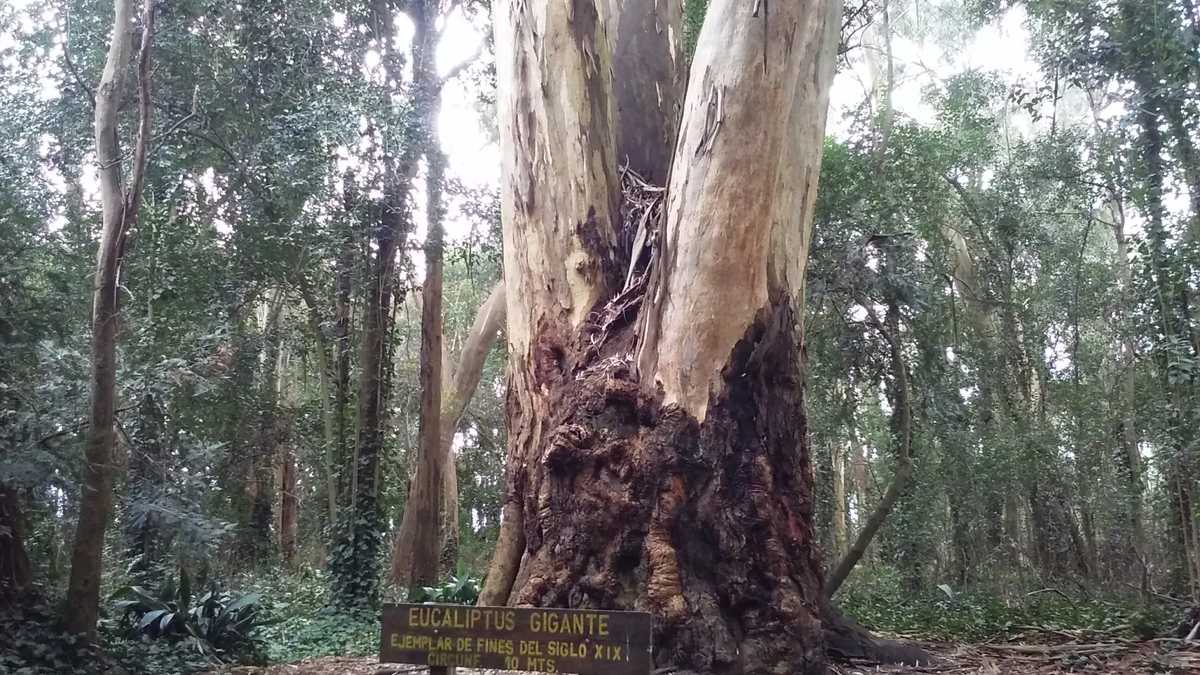 Enchanted Forest, the natural reserve one hour from Buenos Aires that all visitors fall in love with