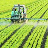 La suba en el precio de la urea afecta a los cultivos de maíz y trigo. La suba en el precio de la urea afecta a los cultivos de maíz y trigo.