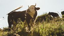 la aduana evito el contrabando de embriones de toro valuados en u$s500.000