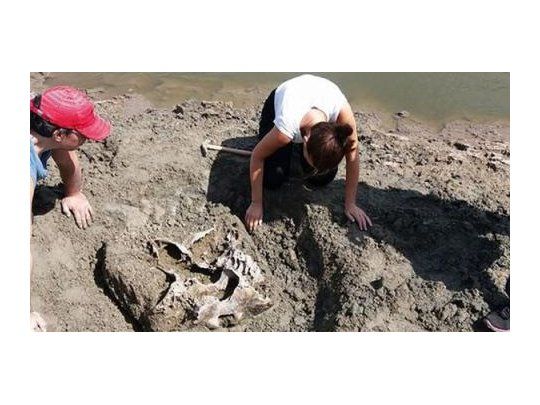 Hallaron más de 200 fósiles de animales prehistóricos en cuenca del Salado