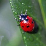 Cómo establecer el modo Vaquita de San Antonio en WhatsApp. Cómo establecer el modo Vaquita de San Antonio en WhatsApp.