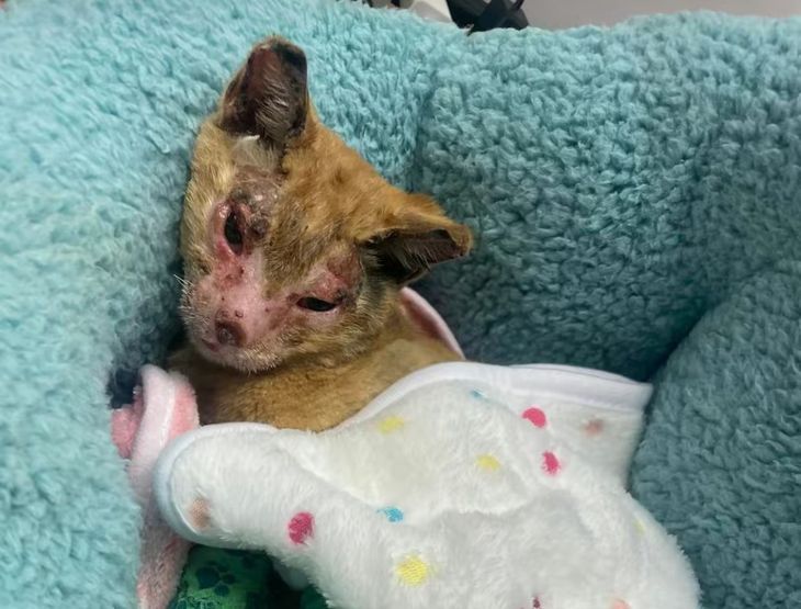 Phoenix llegó con quemaduras severas en sus orejas y patas, al igual que en su rostro. Phoenix llegó con quemaduras severas en sus orejas y patas, al igual que en su rostro.