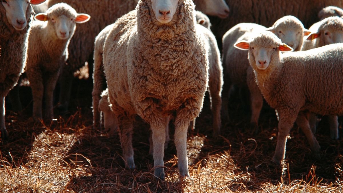 The wool market has 47 million kilos unsold