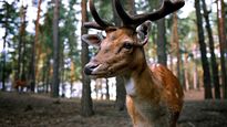 Los científicos analizan si existen posibilidades de que el virus pueda trasmitirse a los humanos.