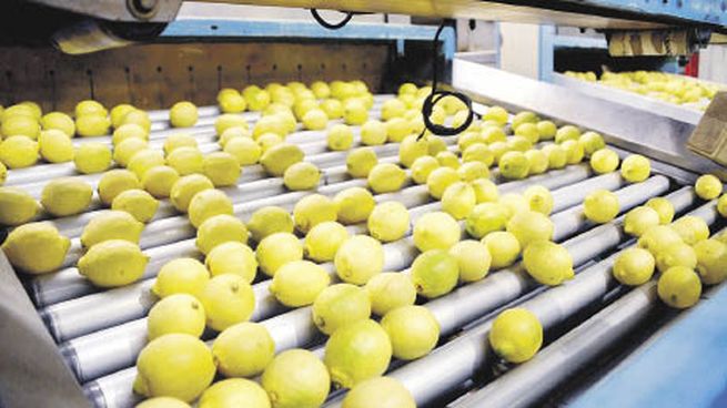 alarma. Los envíos de limones a Rusia y Ucrania empiezan en marzo, mientras que ya hay embarcaciones en camino con peras y manzanas. Restricciones para bancos rusos y dificultades logísticas, entre las mayores preocupaciones de las empresas exportadoras.