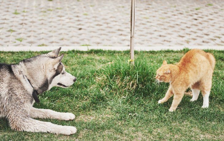 Explican las peleas entre perros y gatos.&nbsp;