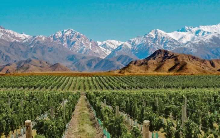 ámbito.com | PAG18-VIÑEDO MENDOZA.jpg