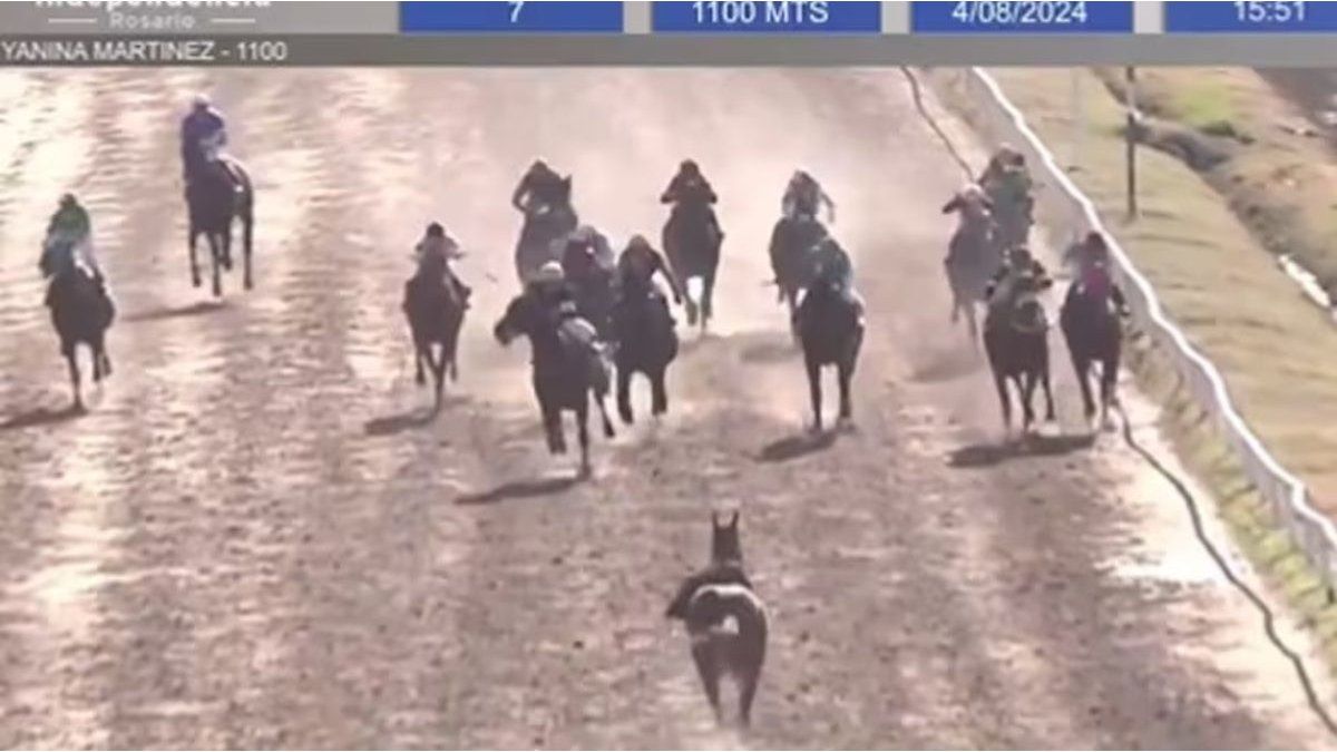 Rosario: a horse escaped, ran against the flow of the rest and miraculously did not cause a tragedy at the racetrack
