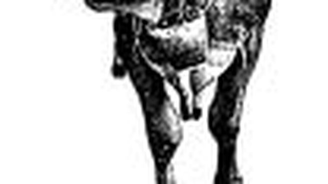 gan- varios 3_opt.jpeg