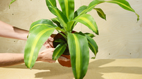 La Dracaena es la planta de la suerte, según los espiritistas y expertos del Feng Shui.