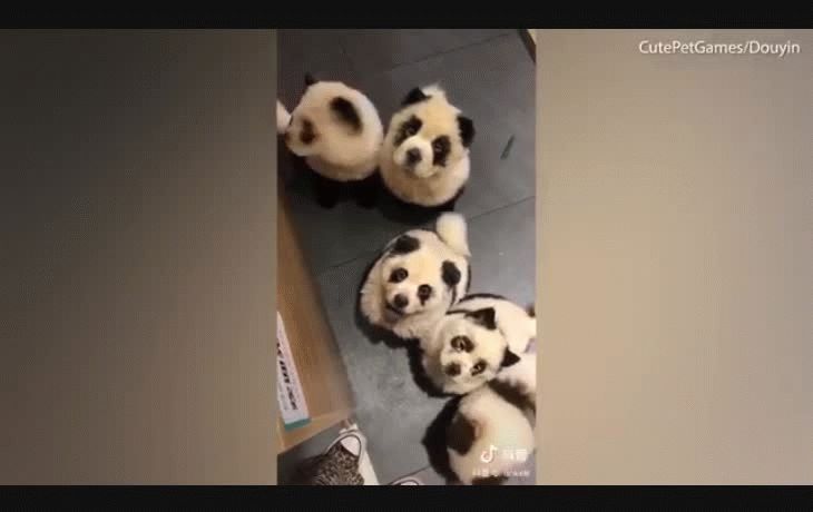 Los perros panda, éxito y debate en China