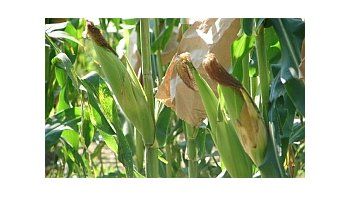 El maíz se negocia con ganancias impulsado por los cálculos del USDA