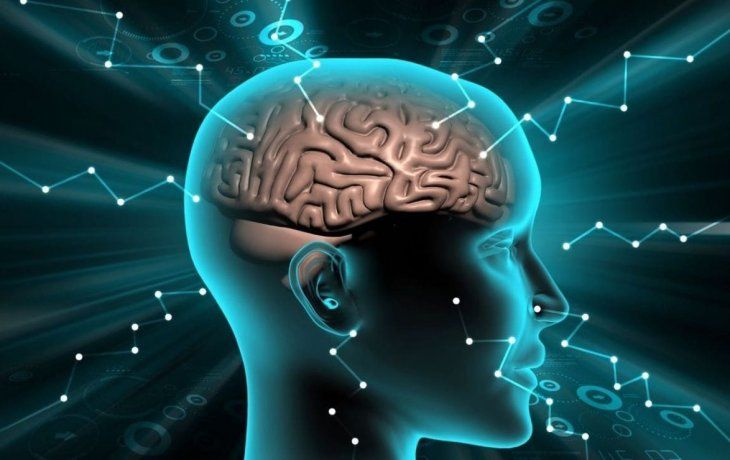 Cerebro.
