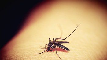 Dengue.