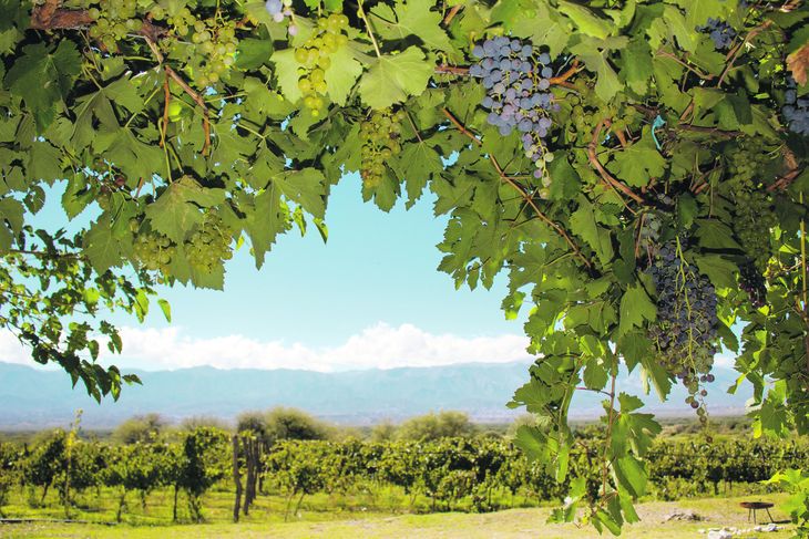 Desde el sector empresario se advirtió que la de 2023 fue "la cosecha más baja de la historia"!. Desde el sector empresario se advirtió que la de 2023 fue "la cosecha más baja de la historia"!.