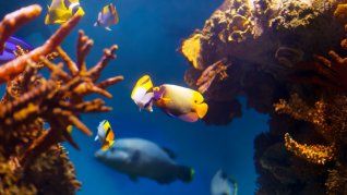 Ya podés olvidarte del mantenimiento de tu acuario. Ya podés olvidarte del mantenimiento de tu acuario.