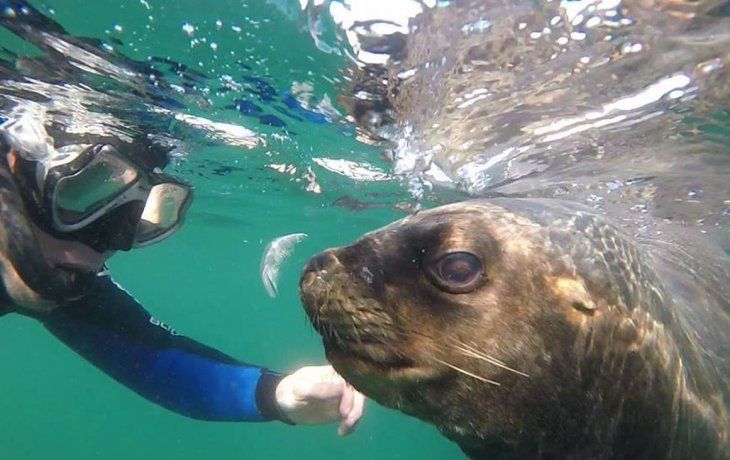 Puerto Madryn cuenta con la primera escuela municipal de buceo del país