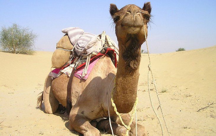 Cerca de 10 mil camellos serán sacrificados en Australia.