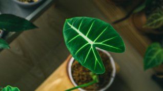 La planta exótica que vale 26.000 millones de dólares. La planta exótica que vale 26.000 millones de dólares.