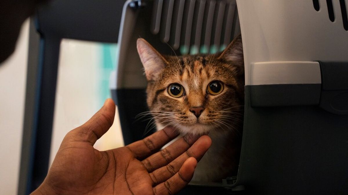 This is the way to pet a cat and not get hurt trying