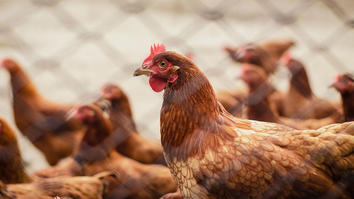 Argentina resumes its poultry meat exports to the European Union