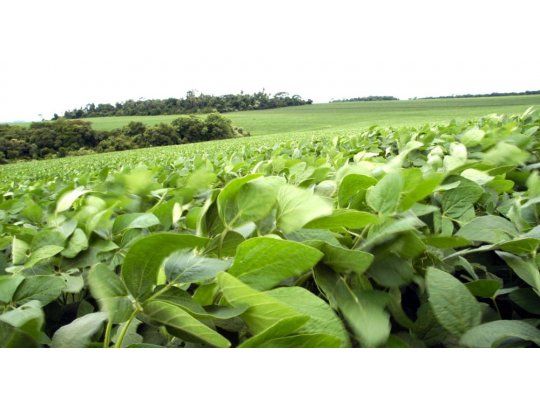 La soja ascendió un 0,3% a u$s 353,85