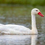 “La IAAP es una enfermedad viral contagiosa que afecta tanto a las aves domésticas como a las silvestres. Dado su potencial zoonótico, puede transmitirse a las personas, aunque es poco habitual, afirmaron desde Senasa. “La IAAP es una enfermedad viral contagiosa que afecta tanto a las aves domésticas como a las silvestres. Dado su potencial zoonótico, puede transmitirse a las personas, aunque es poco habitual, afirmaron desde Senasa.