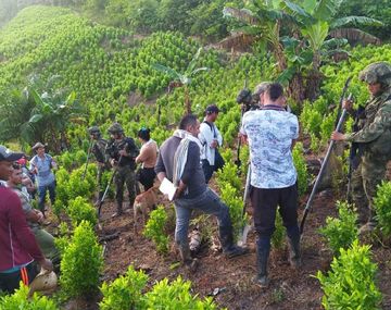 Cultivo ilegal de coca en Colombia.