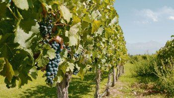 Vino ymosto. El consumo interno en 2025 se ubicó en 15,7 litros por habitante al año, lo que implicó una caida 4% respecto al año previo (16 litros).