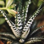 La Haworthiopsis attenuata destaca por sus rayas blancas y su capacidad de adaptación a espacios reducidos.