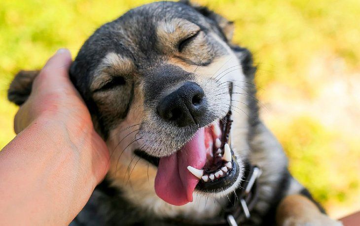 Esta respuesta puede reflejar tanto alegría como ansiedad por separación, según explican especialistas en comportamiento animal. Esta respuesta puede reflejar tanto alegría como ansiedad por separación, según explican especialistas en comportamiento animal.
