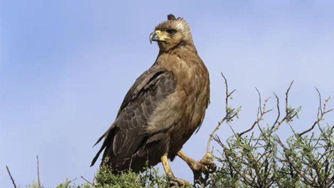 Este proyecto estará disponible en el canal de YouTube de CECARA.&nbsp;