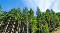 corrientes produce 10 millones de toneladas de madera