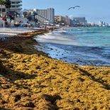 Sargazo en playas de Quinatana Roo. Sargazo en playas de Quinatana Roo.