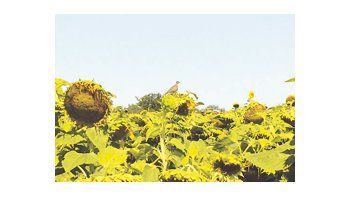 Según el INTA, las pérdidas en producción de los cultivos ocasionadas por las palomas no superarían en la mayoría de los campos el 2% y en unos pocos del 5% al 8%.