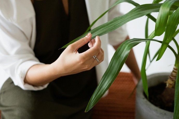 Las plantas tienen una capacidad que generó dudas sobre la relación entre las personas y el mundo vegetal.