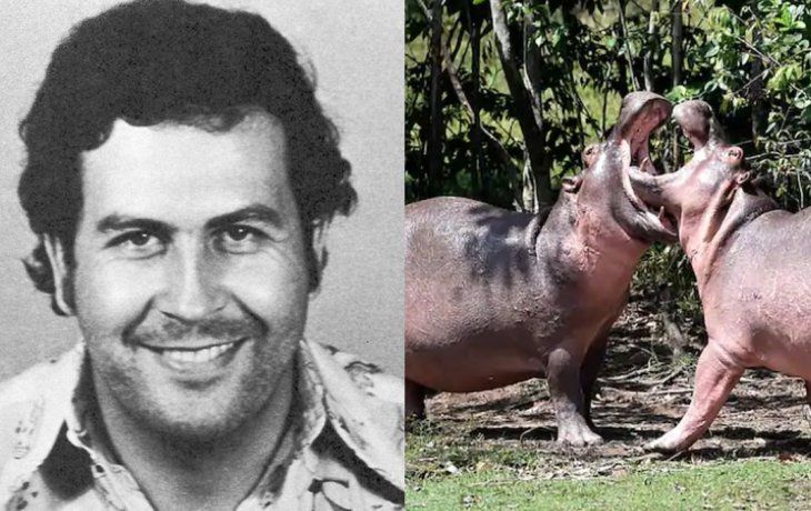 Alerta por los hipopótamos de Pablo Escobar en Colombia: científicos recomiendan sacrificarlos