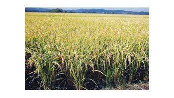 Cae la producción de arroz en Entre Ríos por los altos costos y la falta de políticas por parte del Estado.