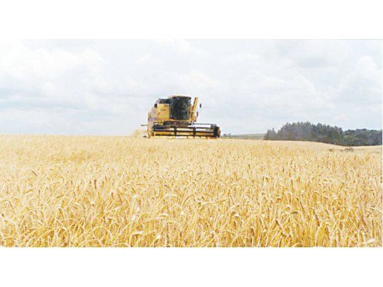 Más trigo. Según las estimaciones oficiales, el área sembrada asciende a 5,17 millones de hectáreas, lo que representa 20.000 menos que lo esperado en agosto.
