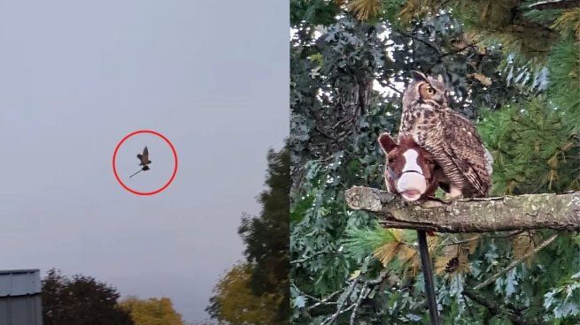 El búho, en pleno vuelo por Illinois arriba del caballito.