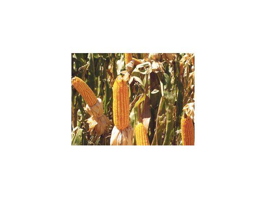 Suben los costos para producir maíz en campos arrendados, mientras bajan los precios del grano.