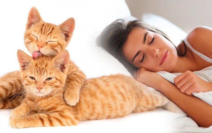 Soñar con gatos.