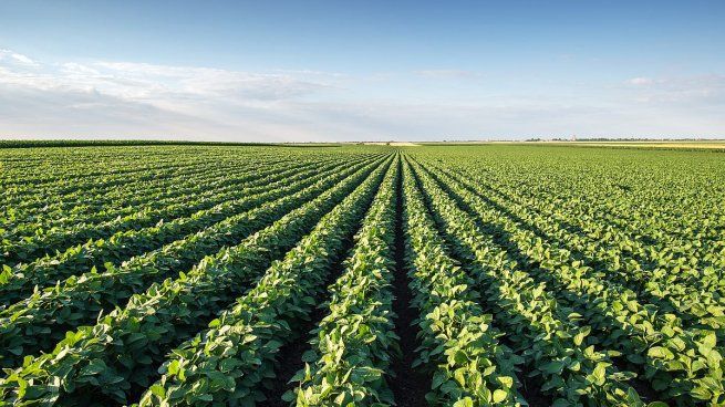 La producción de soja, el principal producto de exportación de Argentina, llegaría a 50 millones de toneladas.&nbsp;