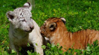 Las dos crías muestran un crecimiento y valores adecuados, según personal del Zoológico. Las dos crías muestran un crecimiento y valores adecuados, según personal del Zoológico.